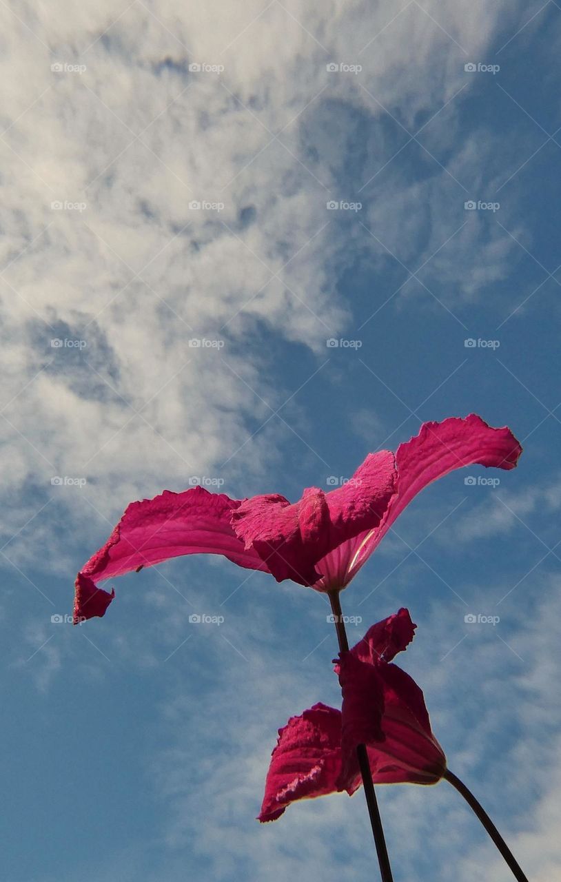 Pink flowers raising up to the blue sky
