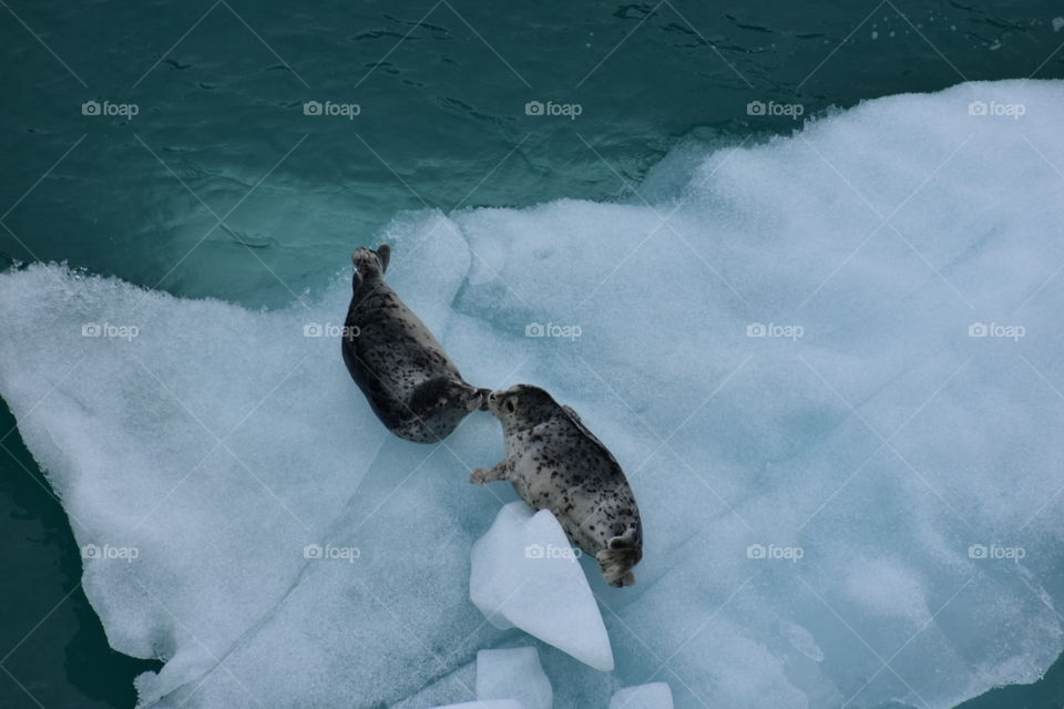 Kissing seals 