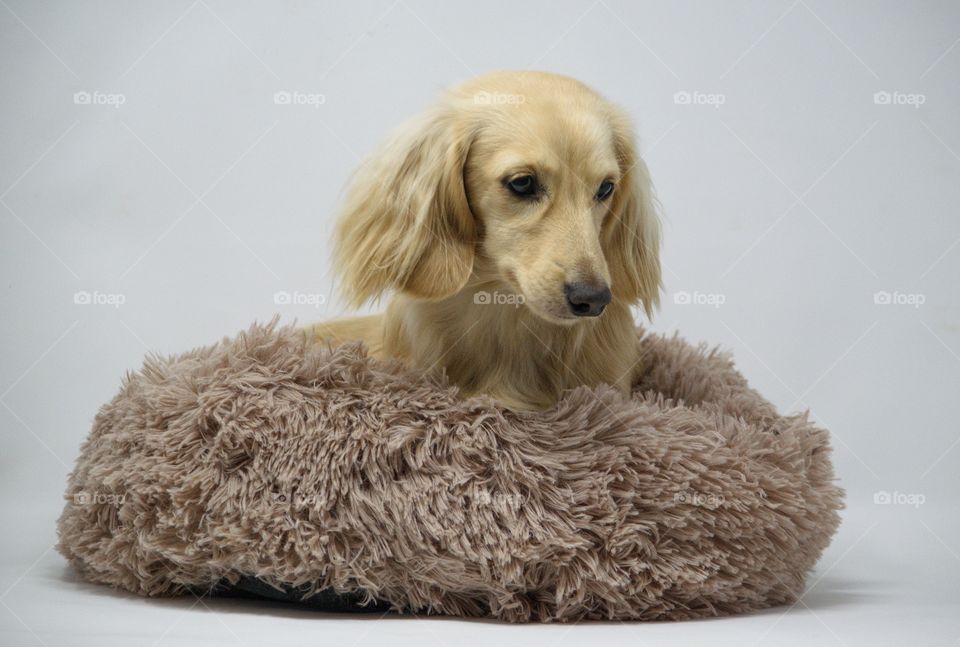 Remy the Dachshund snuggling down in bed