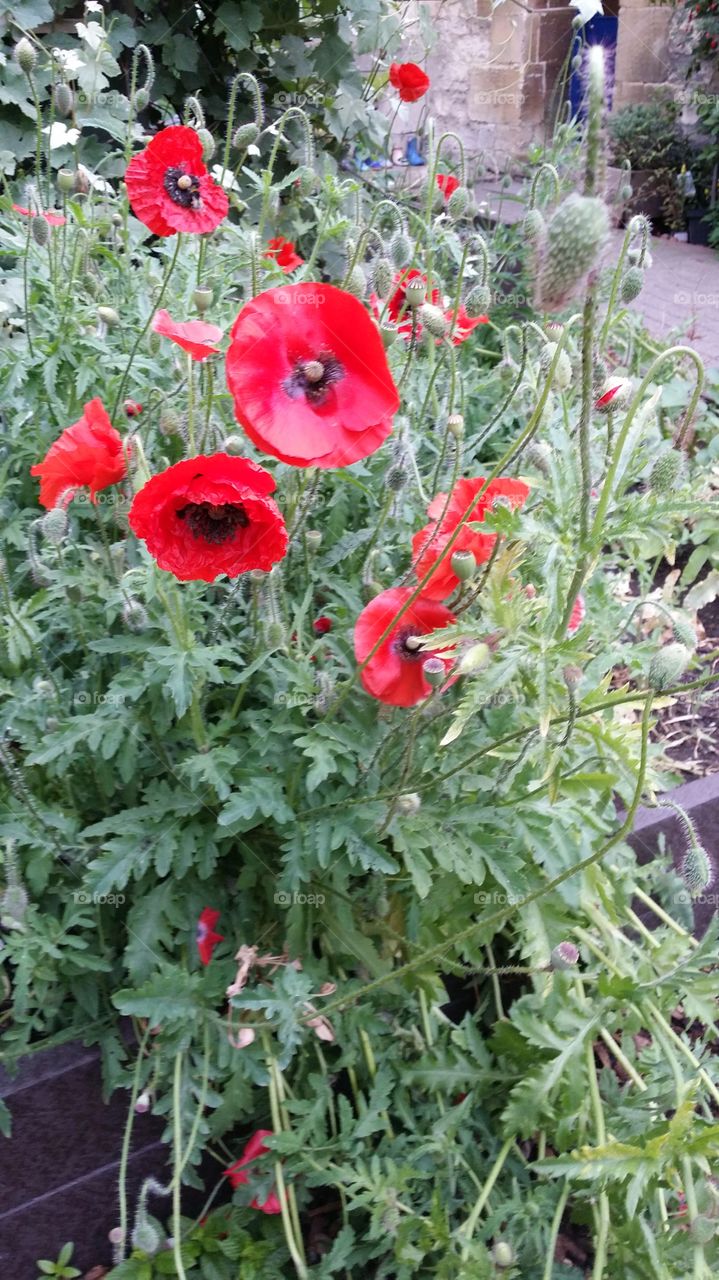 poppies