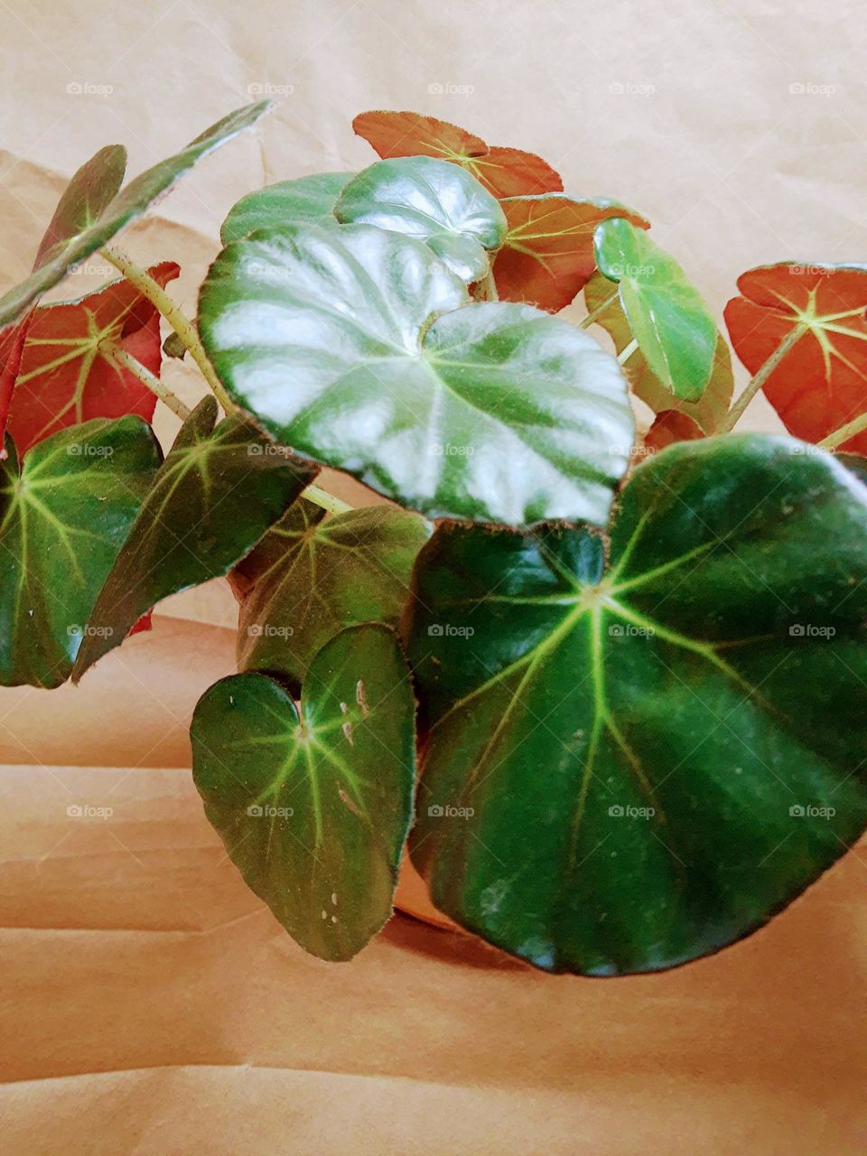 begonia's leaves
