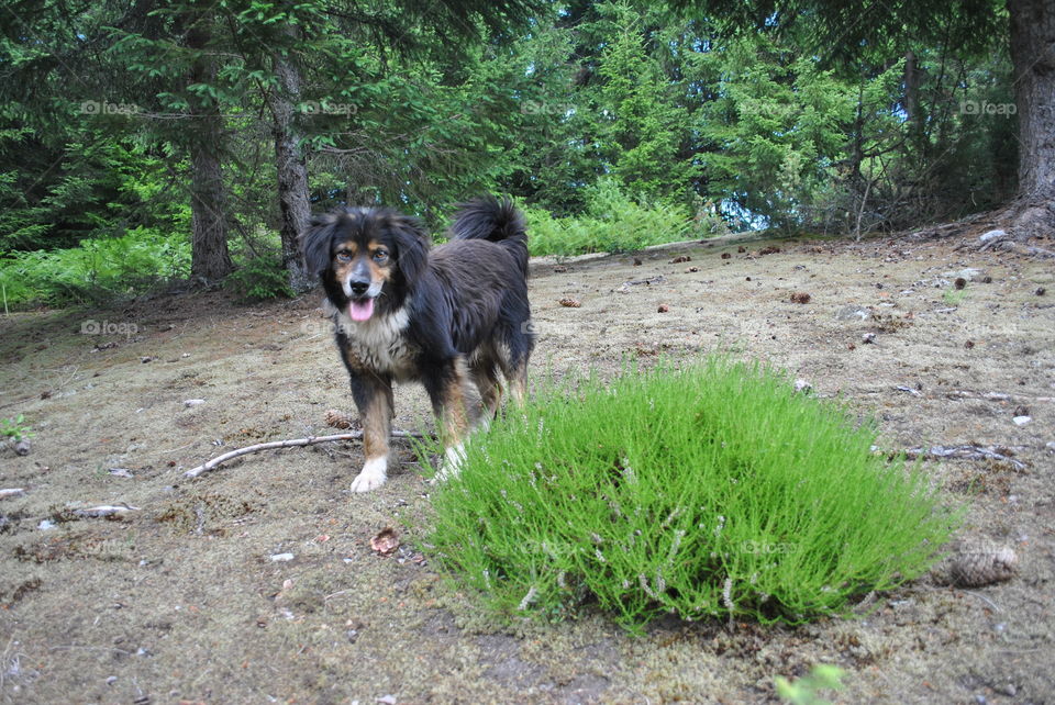 dog beside green bush