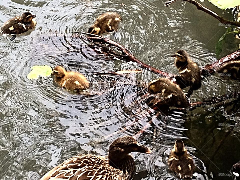 Ducklings and momma