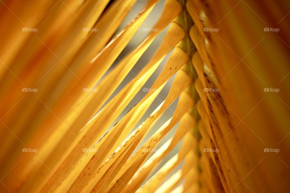 Yellow palm leaf