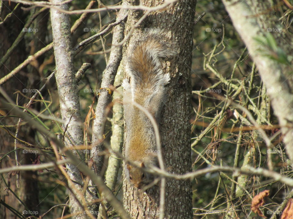 Grey Squirrel