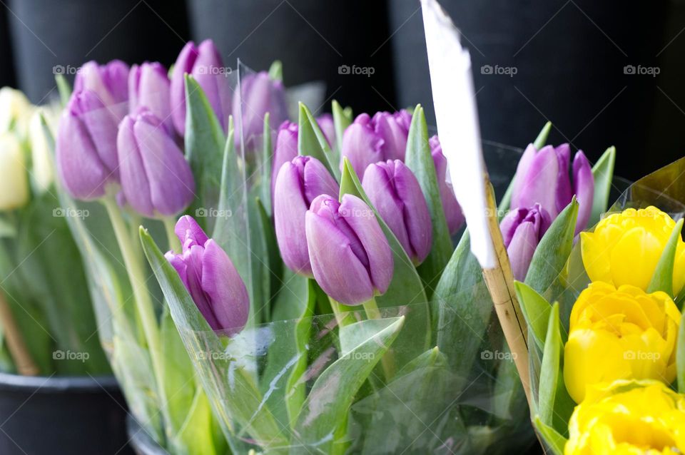 lilac tulips from the florist