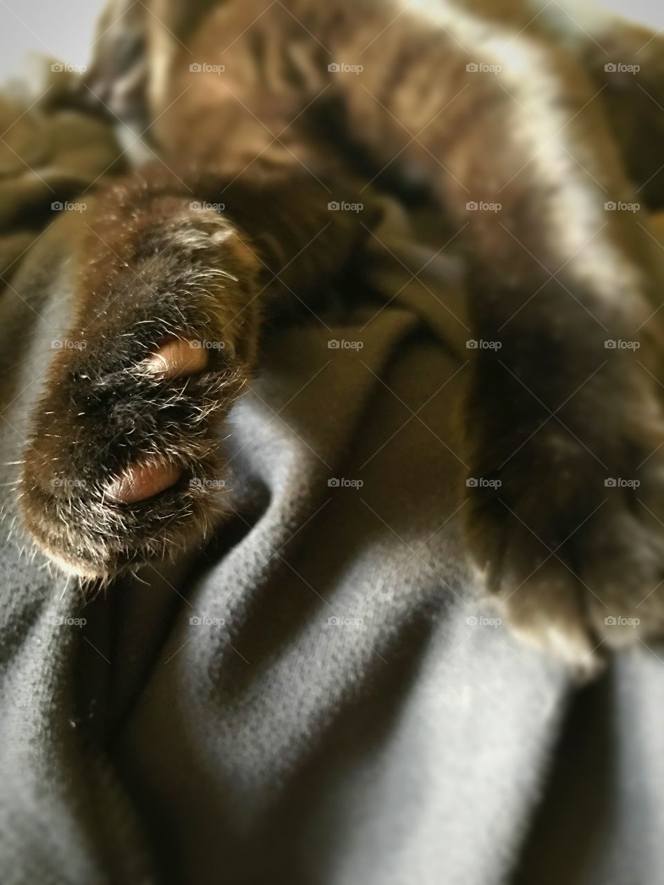 Kitten paws while kitten dreams