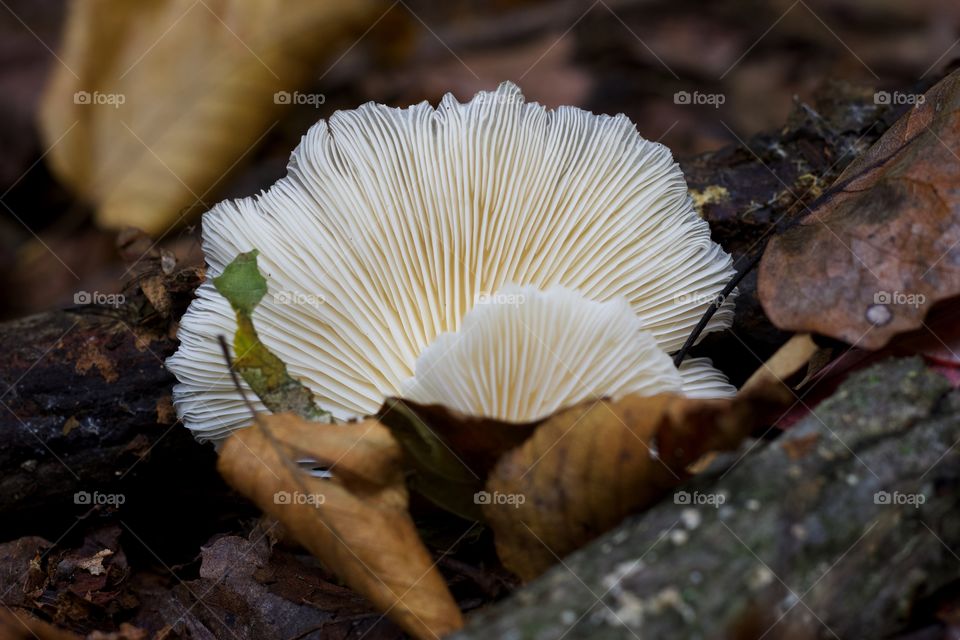 White mushrooms gills 