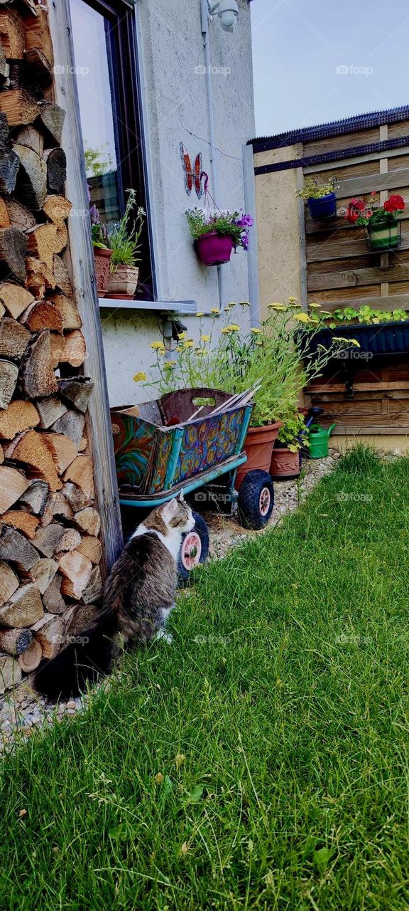 Our fluffy and pretty cat „Linda“ is brushing against the enclosure that holds the firewood for the winter. She overlooks the territory that a large spacious garden has to offer to a feline like herself. 2023. Hypnotic Productions