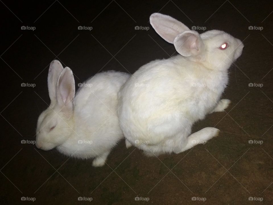 rabbit twins