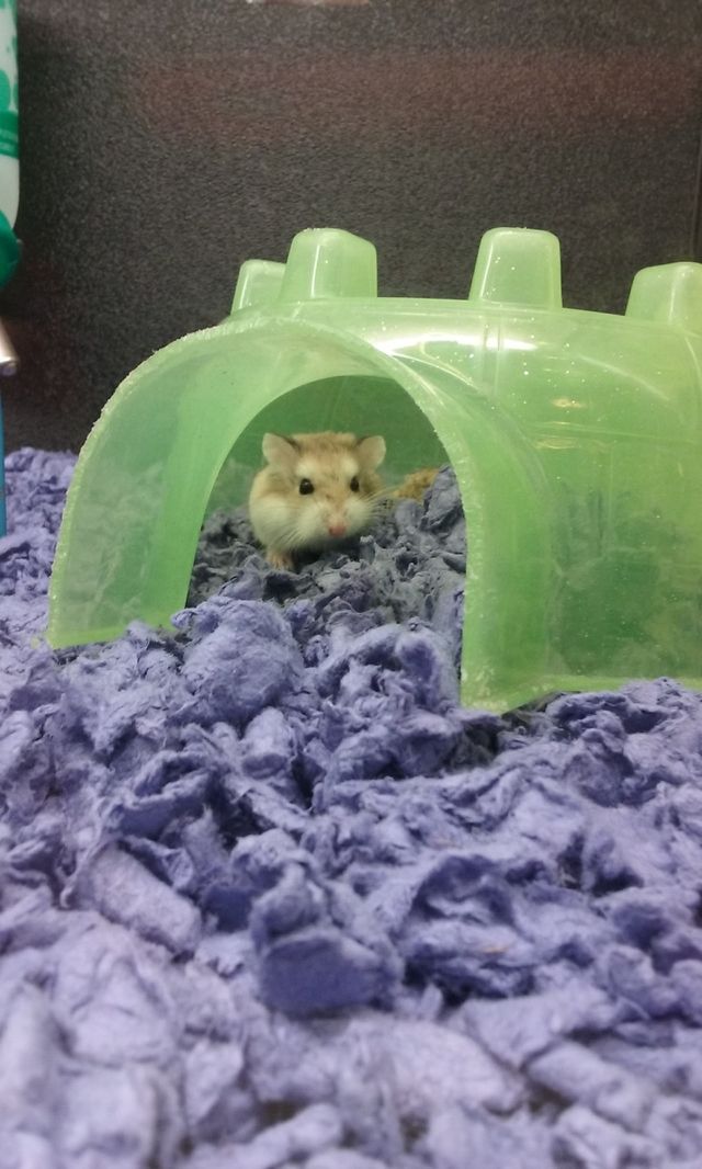 Mousey 
