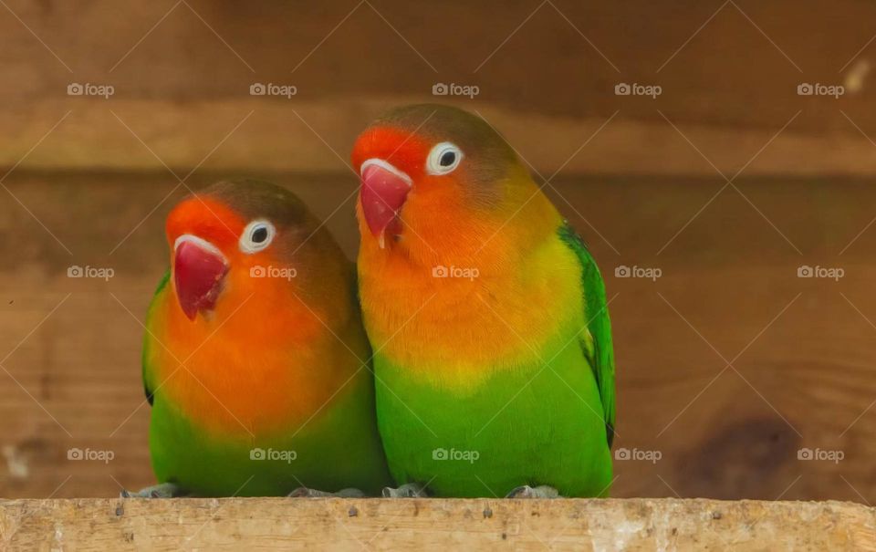 Fei's Peony Parrot, Photographed in China