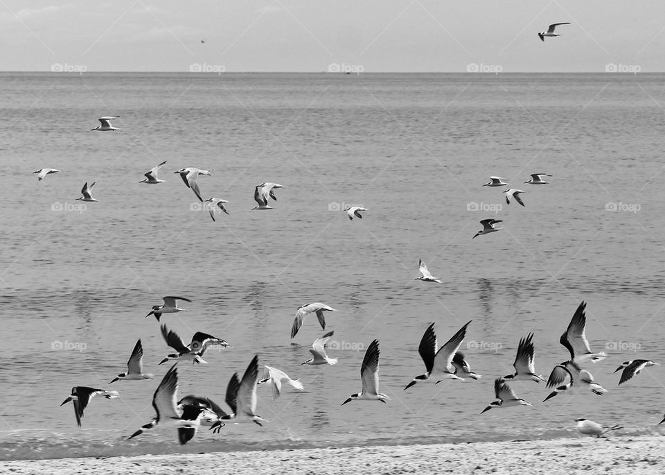 Skimmers and Terns 