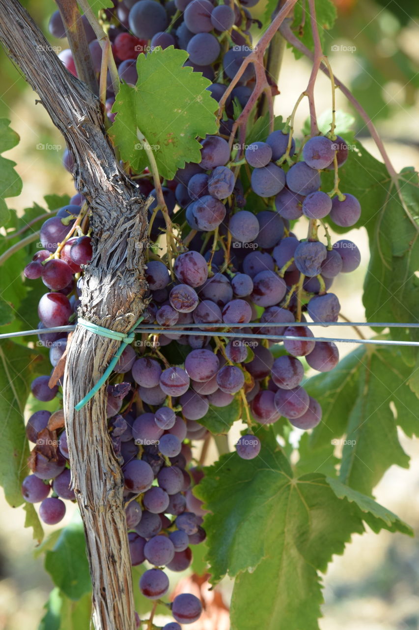 Tuscany Grapes! 