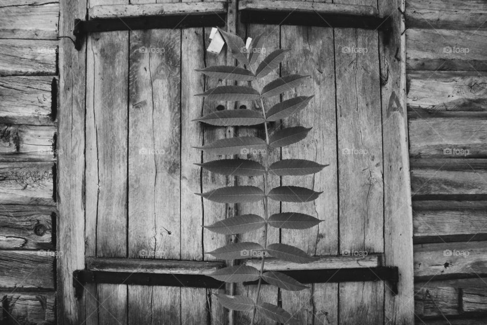 branch with green leaves on the background of wooden doors