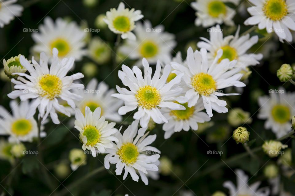 White Daisy flower in Winter time in Vietnam