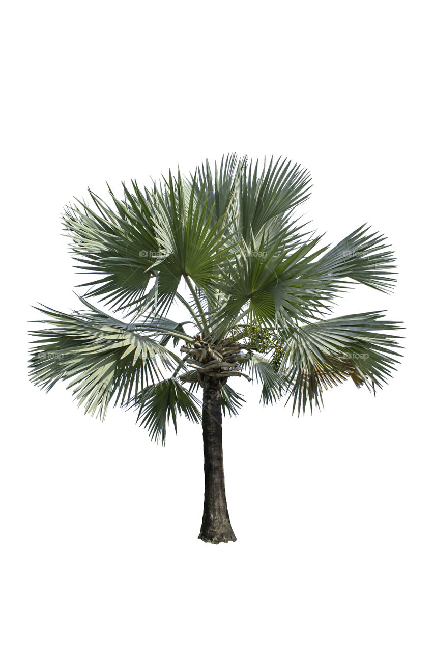 Isolated Palm trees on a white background with clipping path.