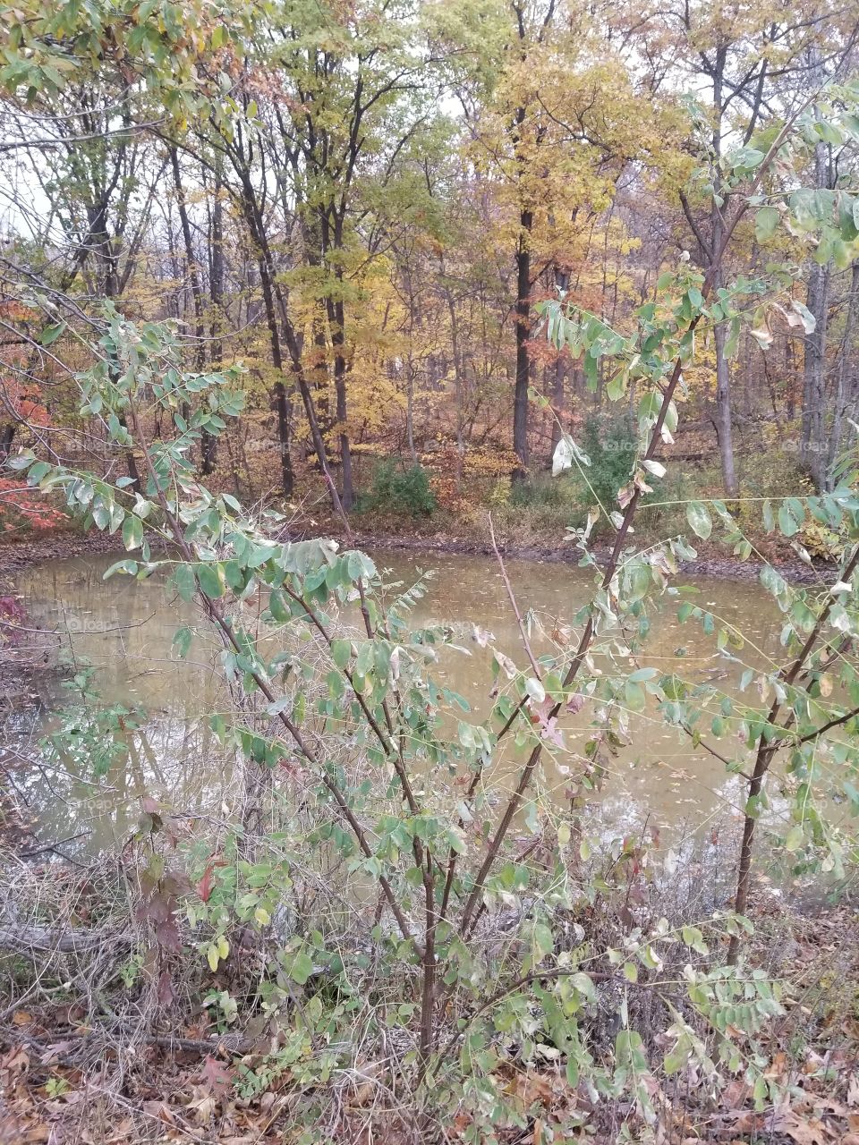 pond in a wooded area