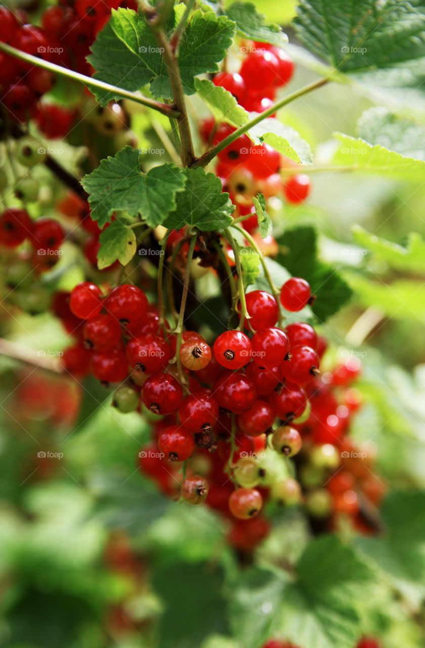 Red currant