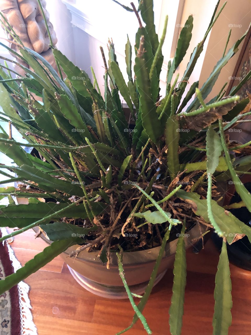 Potted cactus enjoying the sun coming through the window