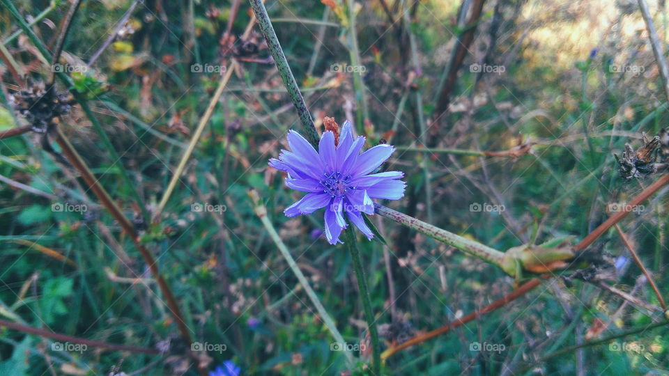 blue chicory flower, nature