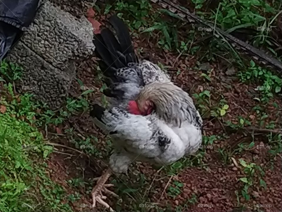 Hen