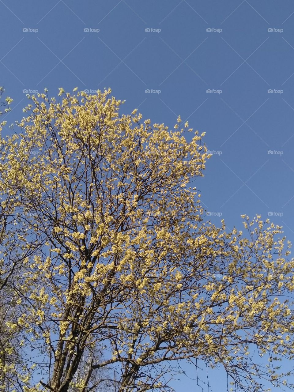 spring blooming tree yellow seals blue sky background