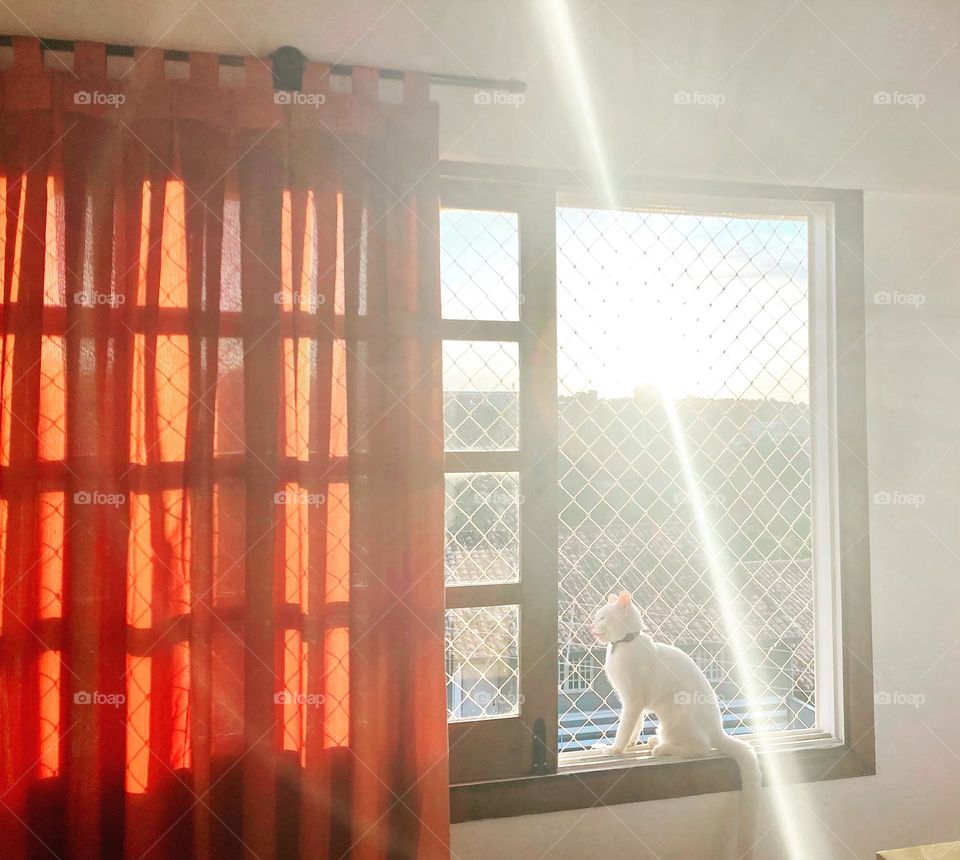 O sol gostoso da manhã a nos inspirar… e a nossa gata, trepada na janela, ganhando ânimo para o sábado.
Esses raios nos dão energia!
📸
#FOTOGRAFIAéNOSSOhobby
#cat #sun #Saturday