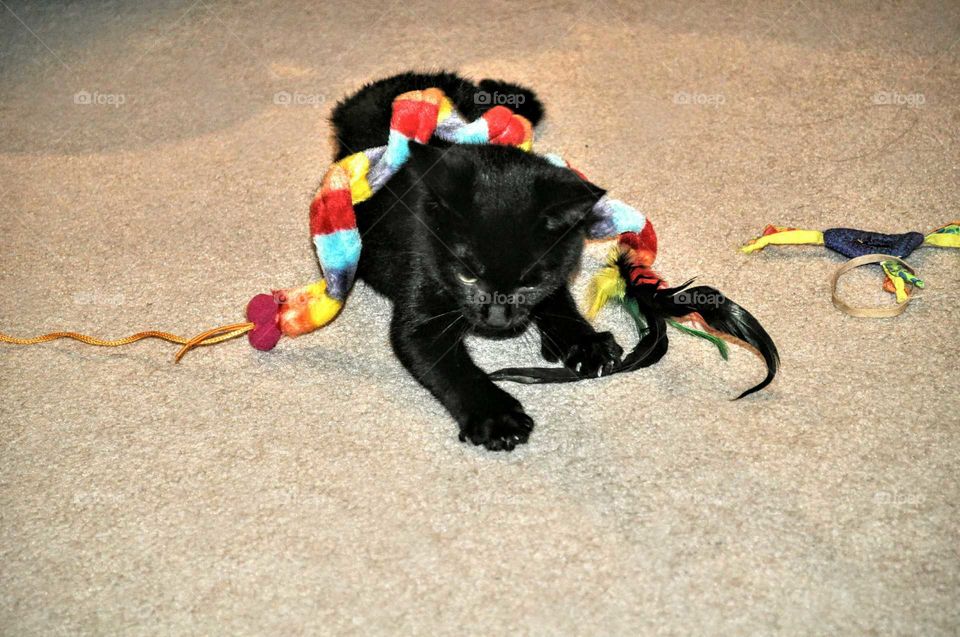 black cat with toys