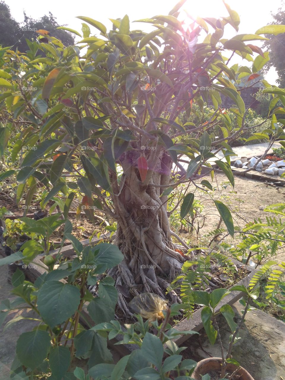 Bonsai Banyan tree.