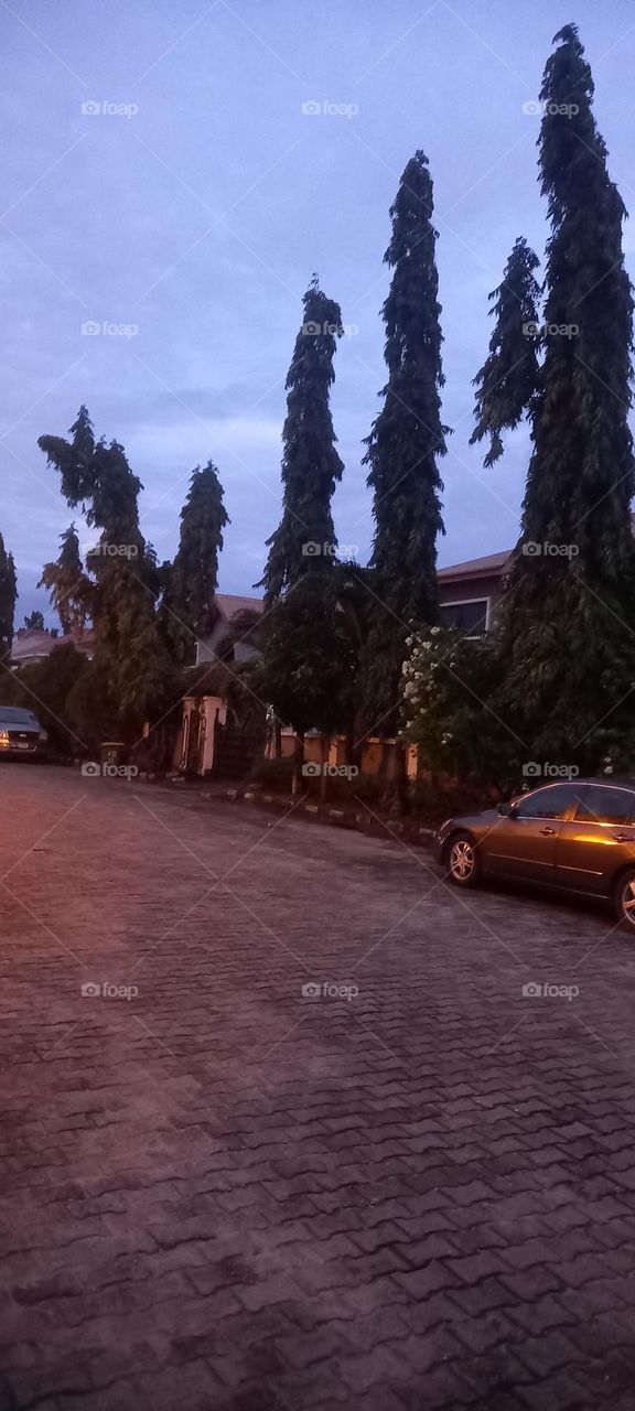 excellent view of a street at night with houses surrounded  by tall green trees providing shade