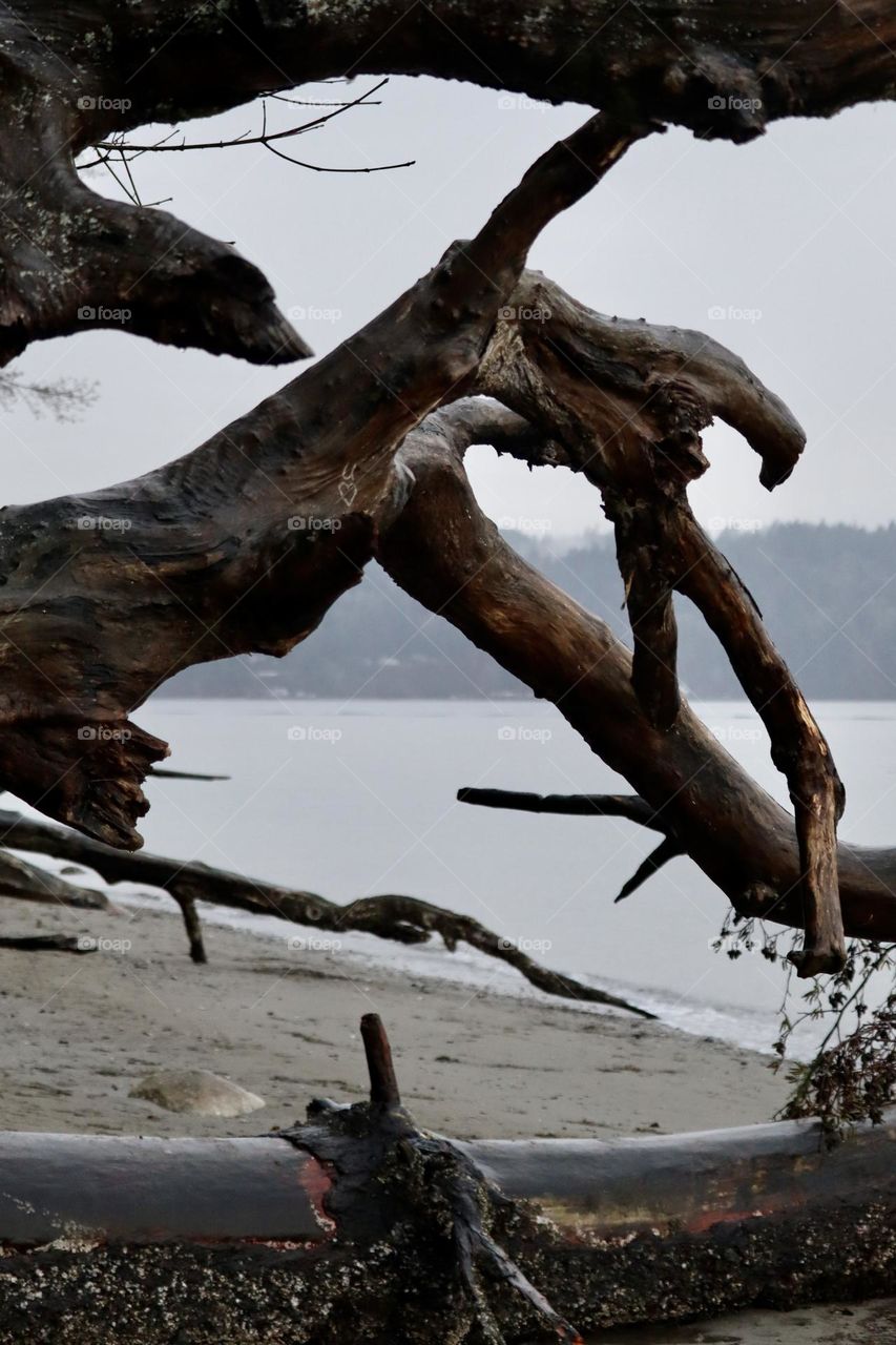 Multiple large pieces of driftwood adorns the beachfront near Point Defiance Park in Tacoma, Washington