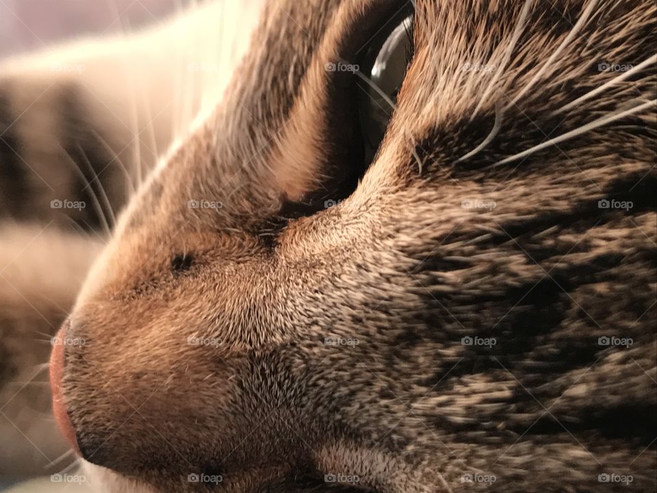 Very close photo from a cat 