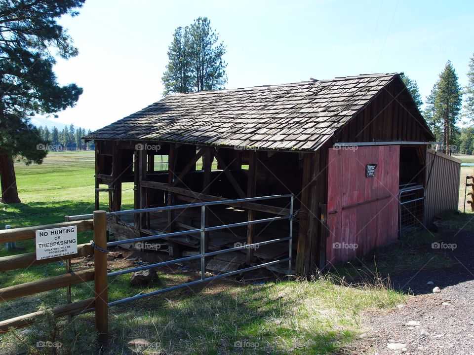 A wooden red barn in a fenced off pasture with tall ponderosa pine trees in the countryside of rural Central Oregon. 