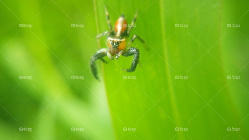 the top most beautiful Little spider listen to me
awesome