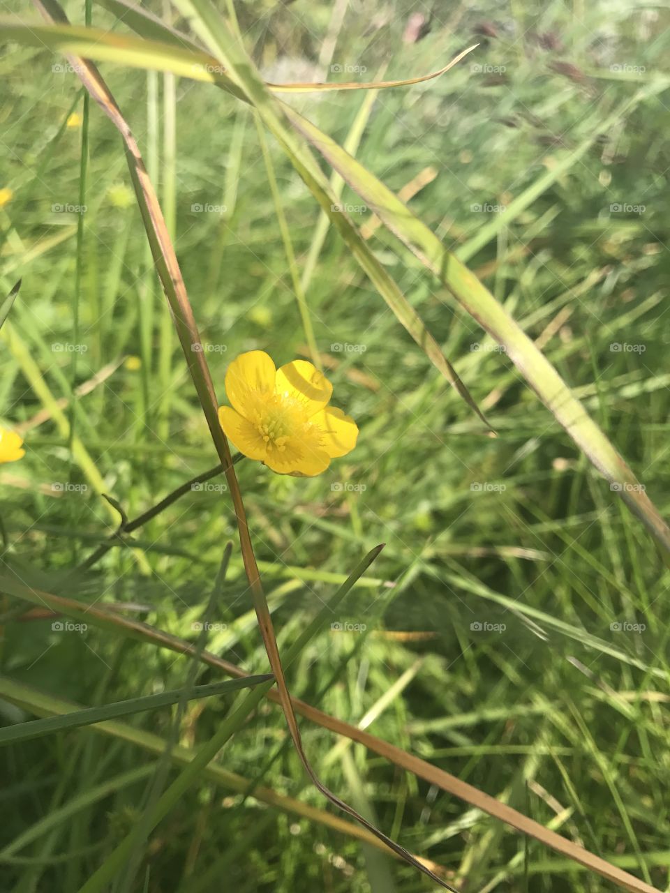 Tiny buttercup flower.