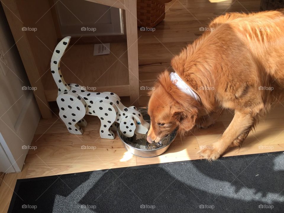 Dogs sharing a water bowl