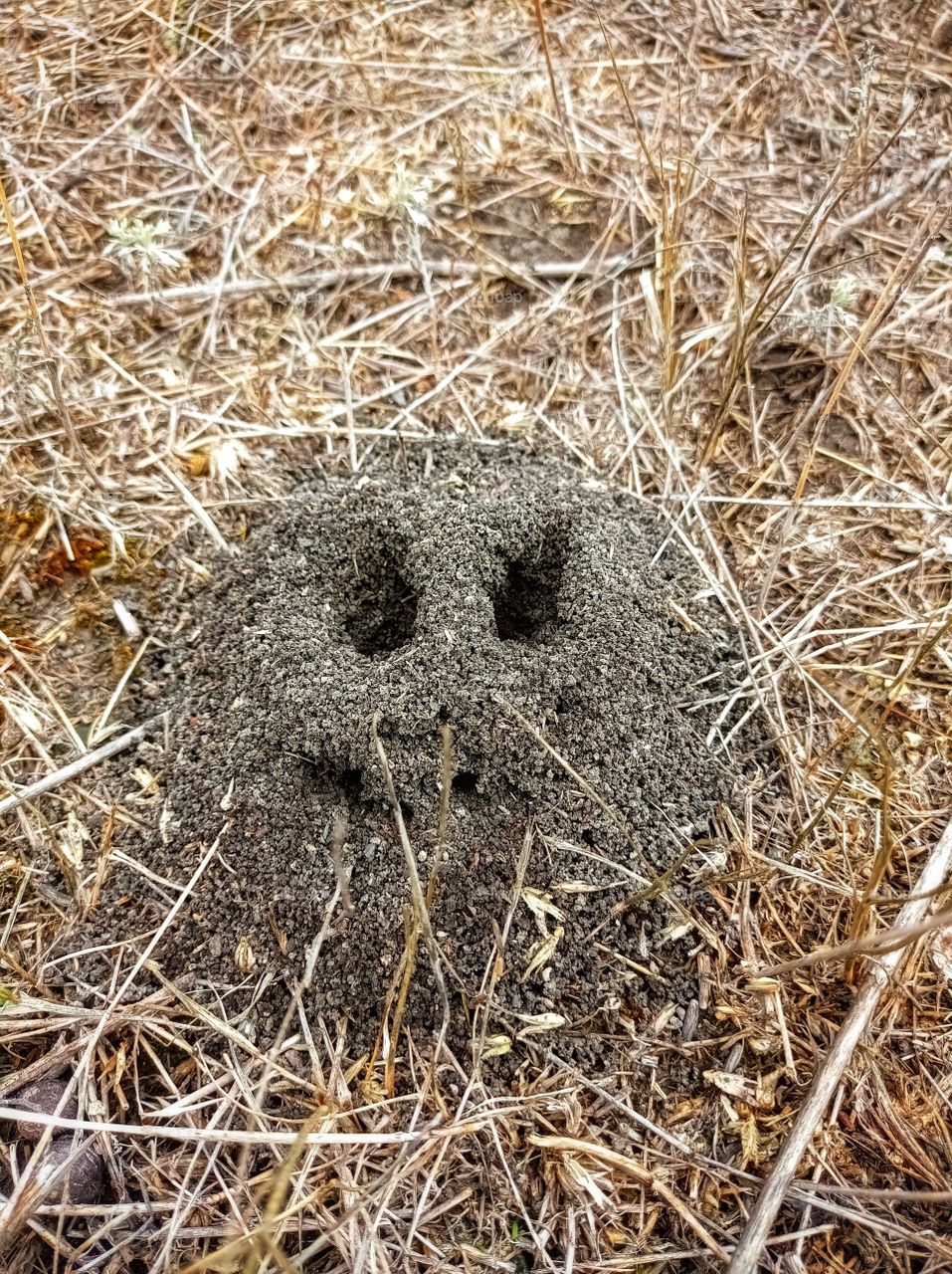 The smile of an anthill.