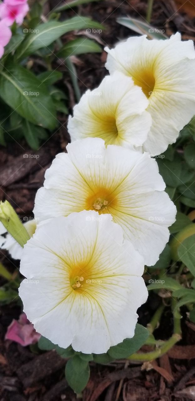 spring flowers in bloom up close