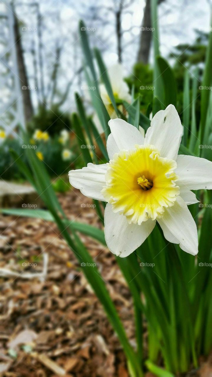 View of daffodil