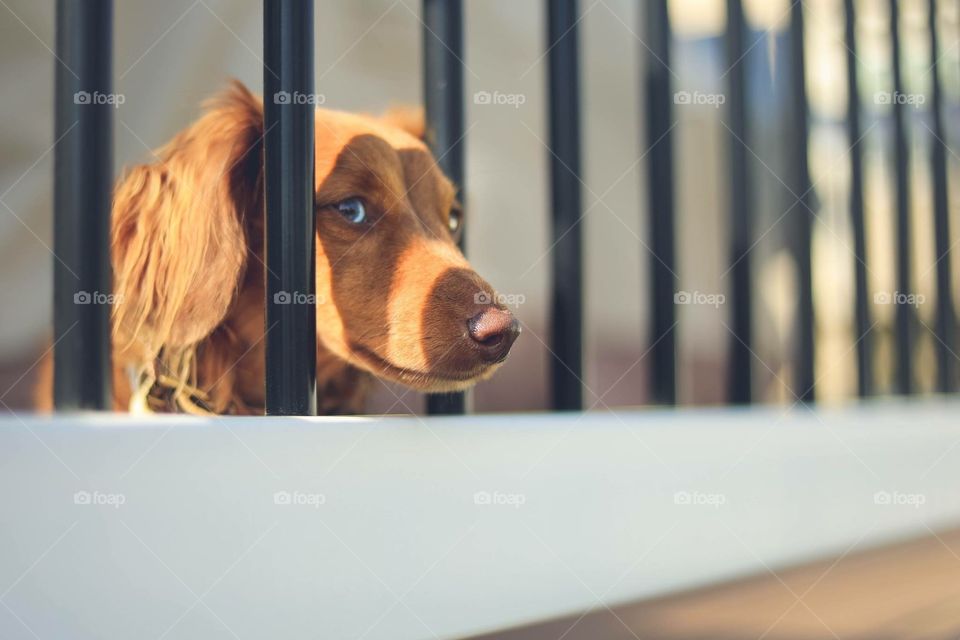 Long haired mini dachshund looking through fence or porch 