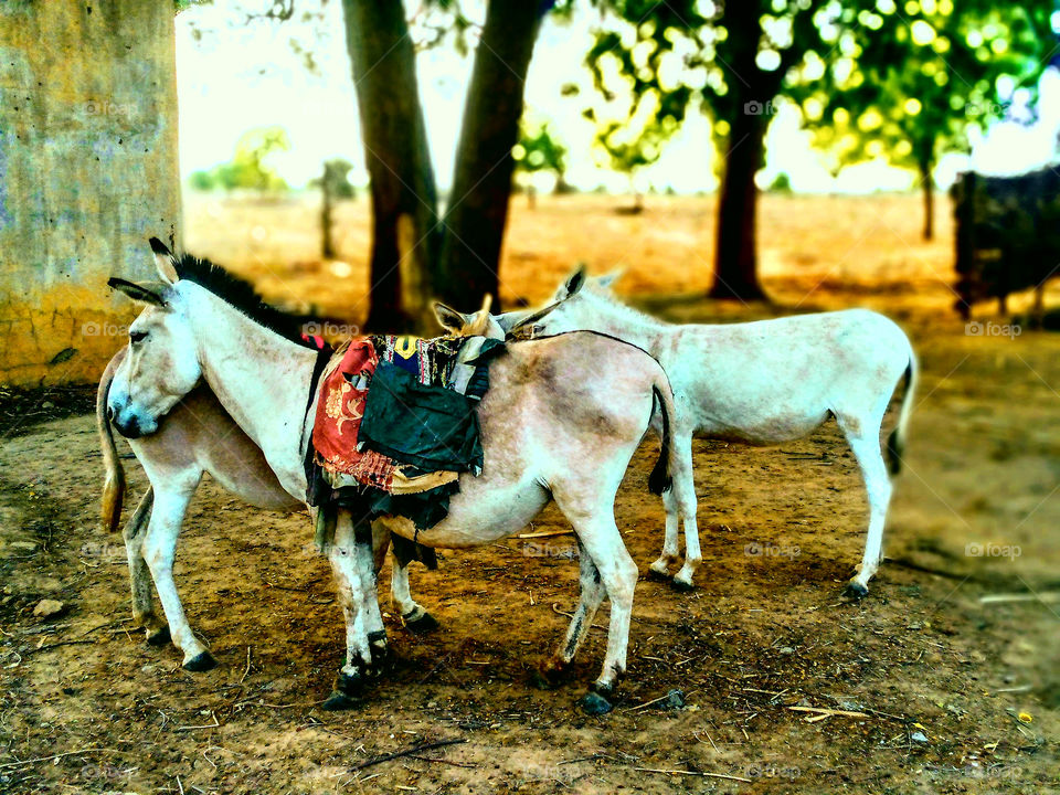 Donkey (jacks & jenny)