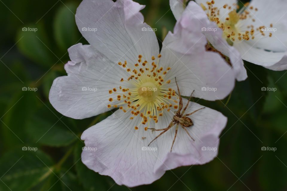 A spider relaxes in a spring blossom