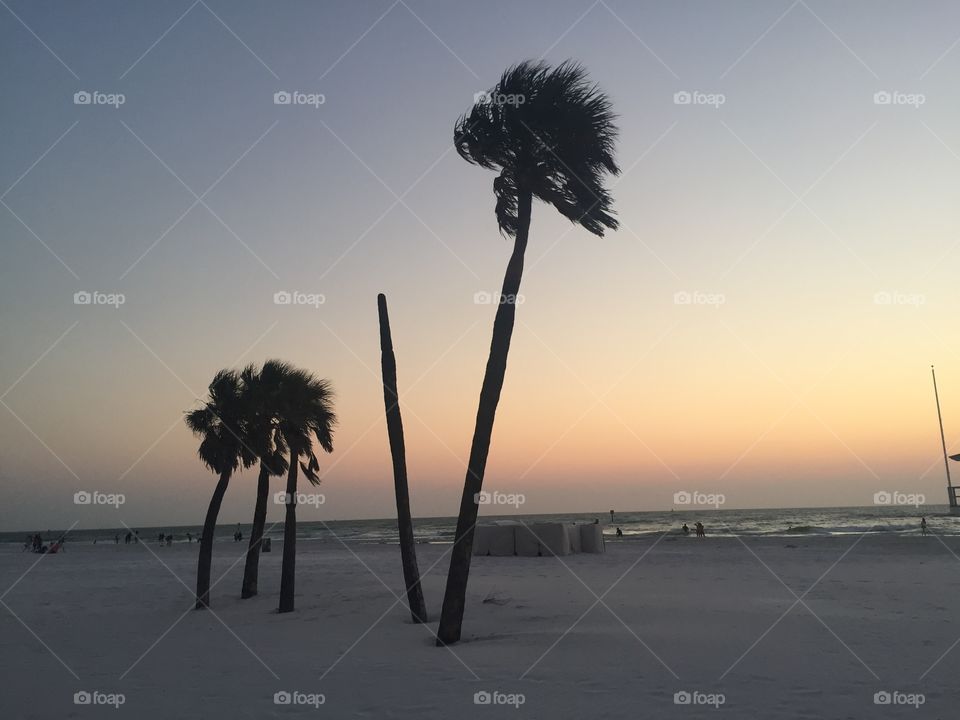 Palm trees at dusk