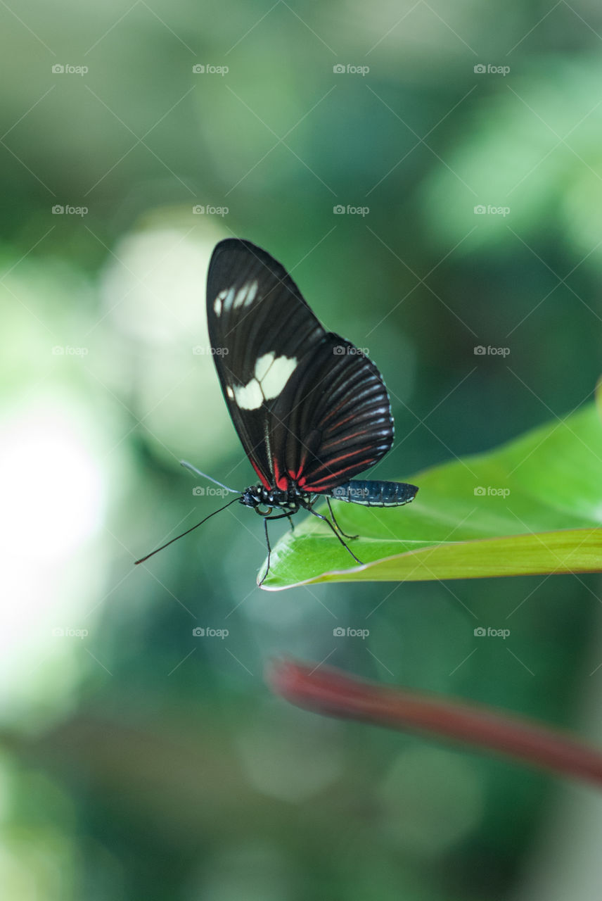 Black Butterfly with a Splash of Red and White