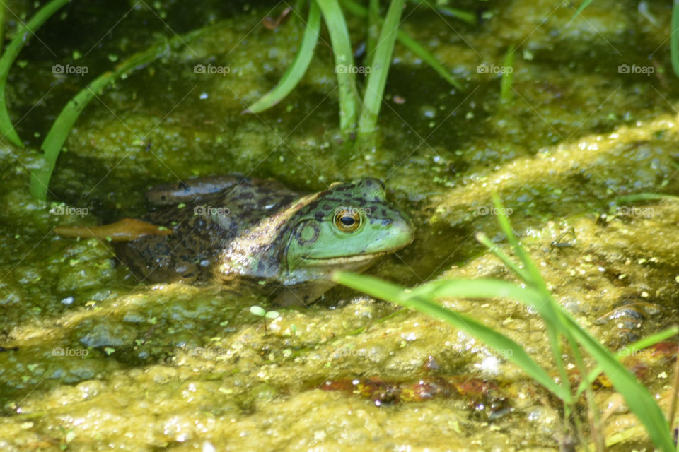 A green frog in the water 