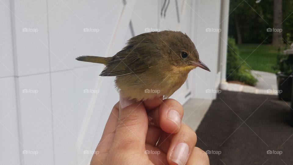 Bird. Bird in my hand