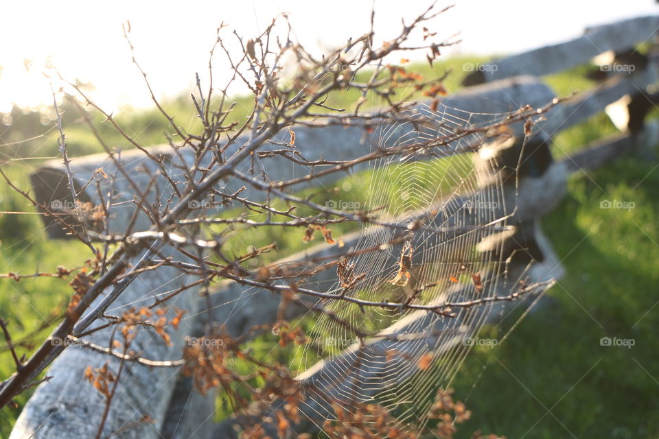 You know fall is nearing when the bushes on a pathway are changing colours and shiny spiderweb is hanging on their dry branches where spider is sunbathing on the autumnal sun