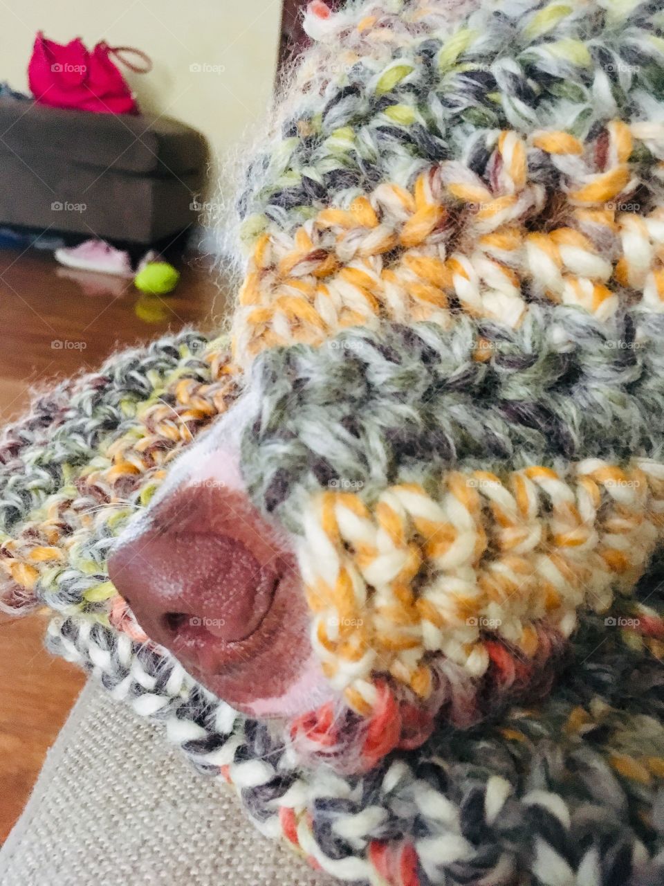 Beautiful rescue pitbull dog in his new blanket 