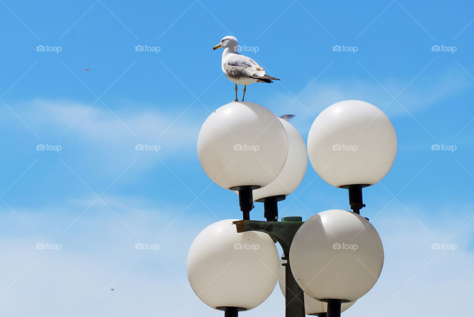 Seagull on the street lamp